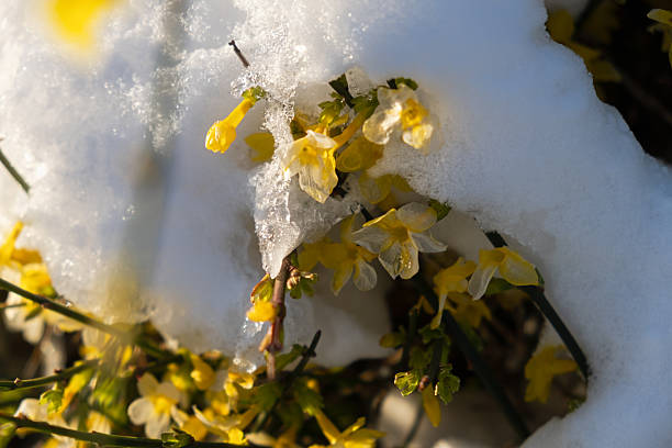 Flowers in the snow. Delicate, fragile flowers bent under the caps of a sudden snowfall. The concept of changing the weather, severe frost. Winter authentic natural backgrounds. Persistence concept