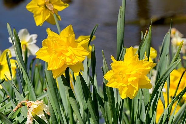 istock Close up view of daffodils in flower in springtime. 2250096668