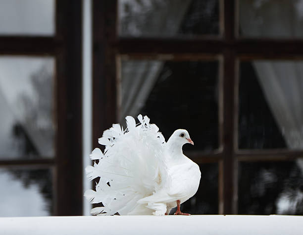 A stunning white pigeon poses elegantly in front of large windows, highlighting its beautiful feathers and serene ambiance