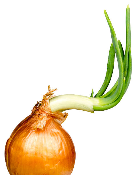 Close-up of sprouting onion isolated on white background