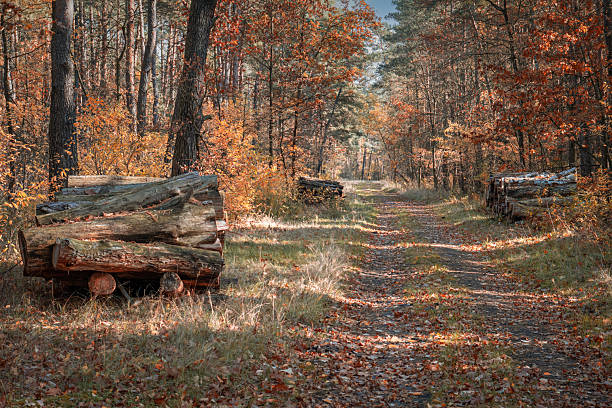 Romantic, twisted fragments of autumn, full of imperfections.