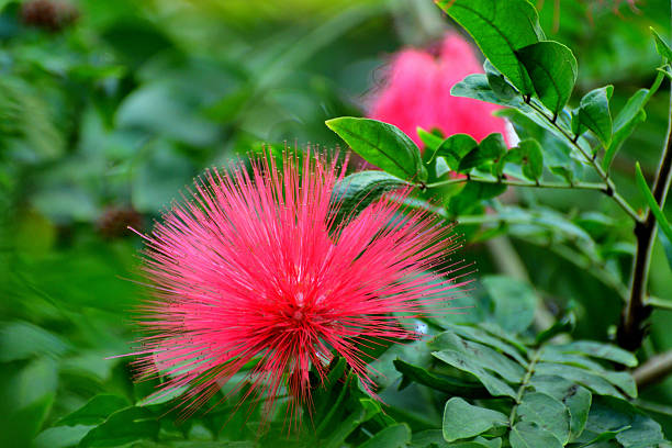 Calliandra haematocephalaObenigoukan
