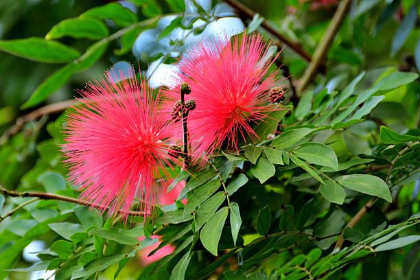 Native to tropical and subtropical regions, calliandra haematocephala is in the pea family and is very popular evergreen flowering shrub/tree, producing brilliant red/white powder puff–like flowers with numerous and conspicuous stamens (the filaments that hold pollen at their top), grouped together in a ball-shaped inflorescence. It blooms primarily in fall and winter, but sporadic additional bloom may occur throughout the rest of the year. The blooms are brilliant red or white and stand out.