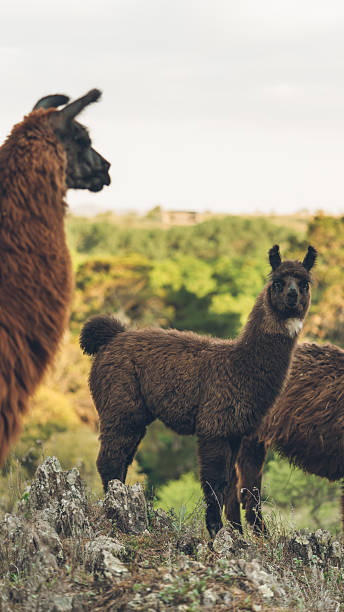 istock Young brown llama standing on a rocky hill 2250100519
