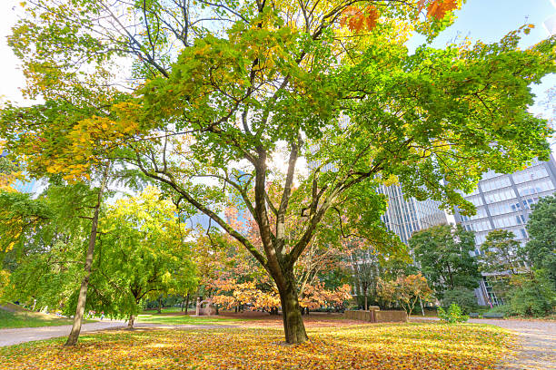 Frankfurt's urban park displays vibrant autumn foliage, with a prominent tree showing seasonal color transitions against a backdrop of contemporary office towers.