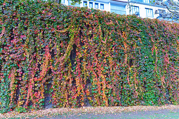 Richly colored ivy creates a beautiful natural tapestry on a stone wall, highlighting the vibrant transformation of leaves in autumn.