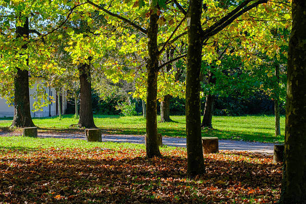 istock The Monza park at October 2250101929