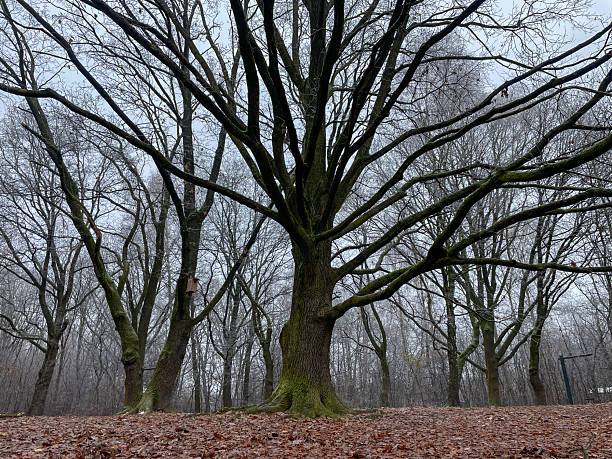 A large tree with wide branching limbs stands in a quiet winter forest. Bare trees, scattered leaves and muted tones create a calm natural atmosphere, capturing the peaceful stillness of the cold season landscape.