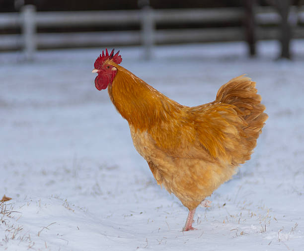 istock Gold chicken rooster sounding off on a snowy morning 2250105819