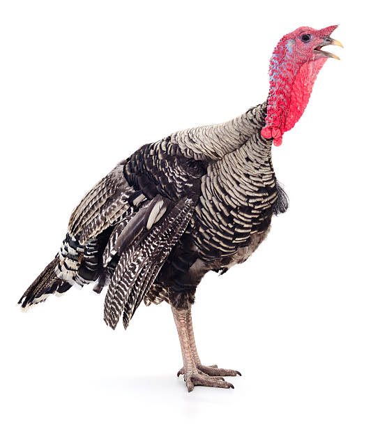 istock Large Domestic Turkey Bird Isolated on White 2250106207