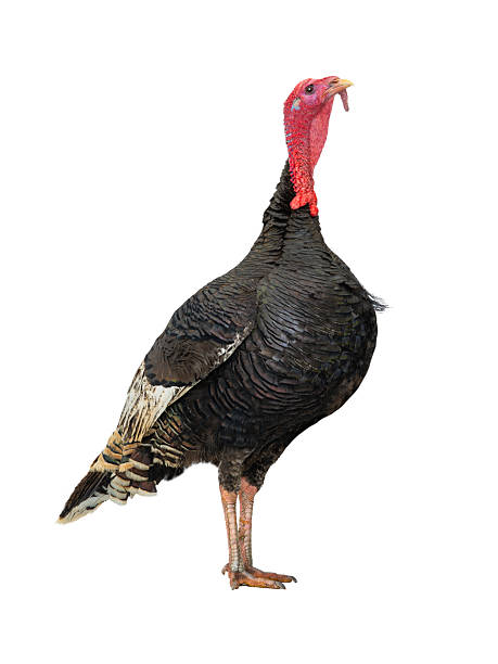 istock beautiful male turkey isolated on white background 2250106224