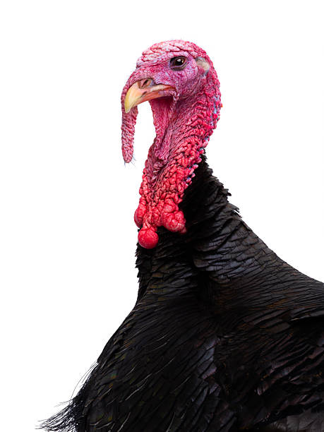istock portrait male turkey isolated on white background 2250106252