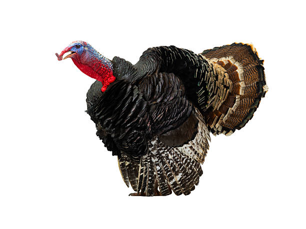 istock beautiful male turkey isolated on white background 2250106295