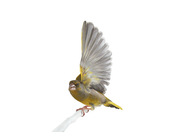 istock greenfinch (Chloris chloris) isolated on white background 2250106325