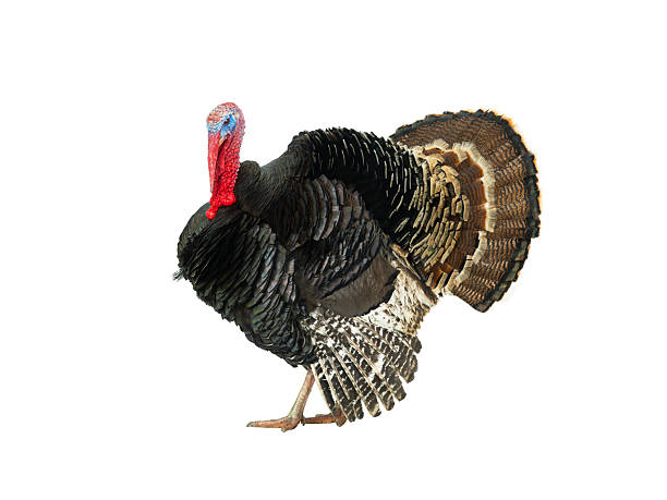 istock beautiful male turkey isolated on white background 2250106459