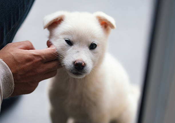 A person’s hand reaches toward a white puppy indoors.