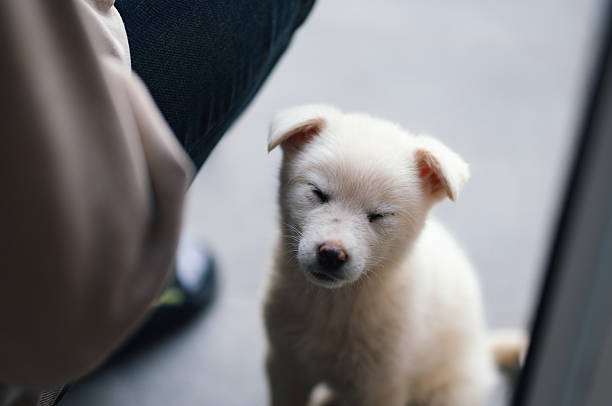 A small white puppy stands outside on a paved surface, looking upward.