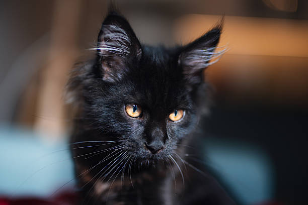 A fluffy black kitten sits indoors, looking attentively ahead.