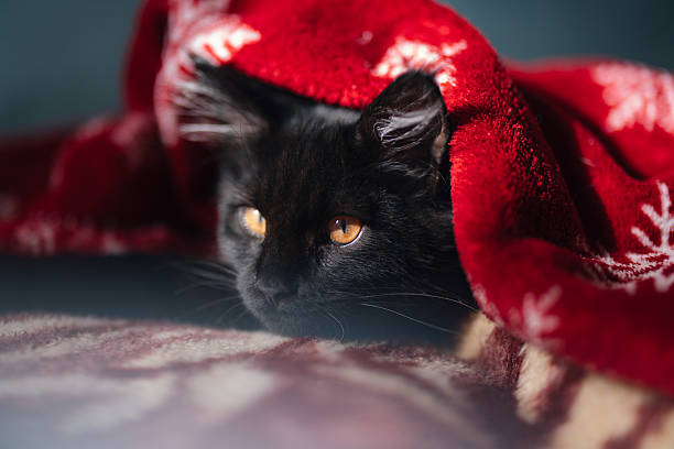A black kitten peeks its head out from under a red patterned blanket.