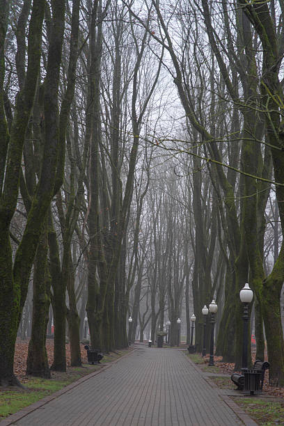Foggy city park. Minsk in late autumn.