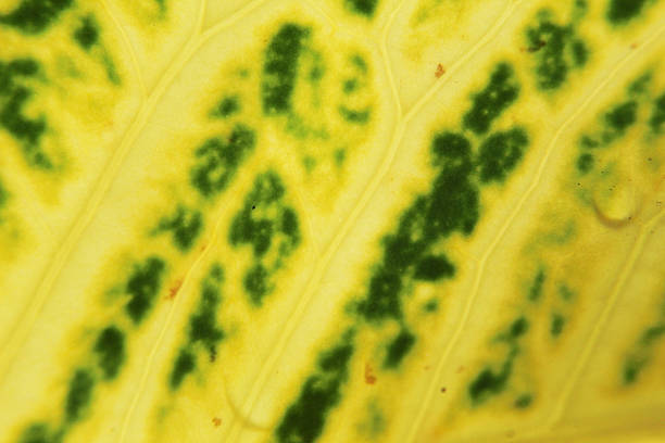 Close-up of a yellow and green leaf