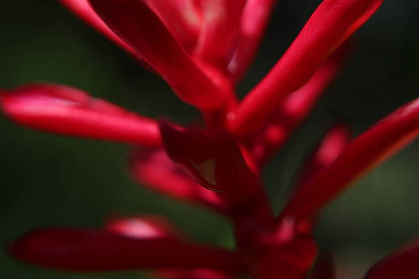 Close-up of red leaves