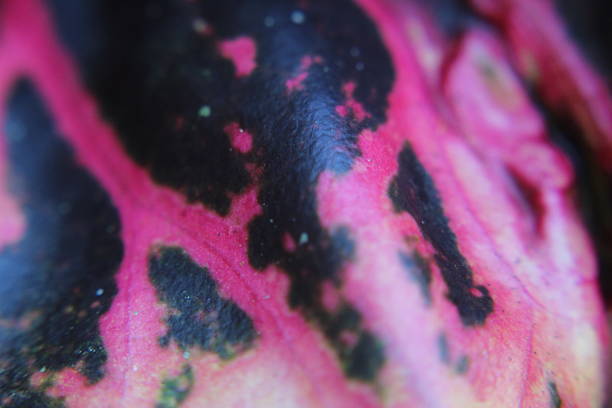 Close-up of a black and pink leaf