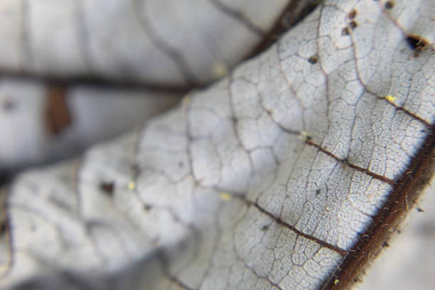 Close-up of decaying gray leaf