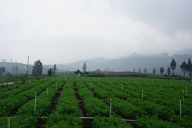 Eco-Friendly Sustainable Accommodation and Permaculture Garden Experience in Yogyakarta, Indonesia
