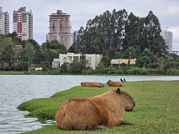 istock Capybara in the City Park 2250117905