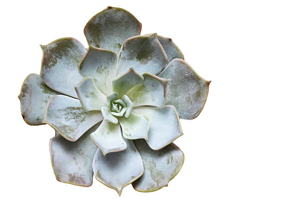 istock Echeveria plant isolated on white background, top view 2250117958