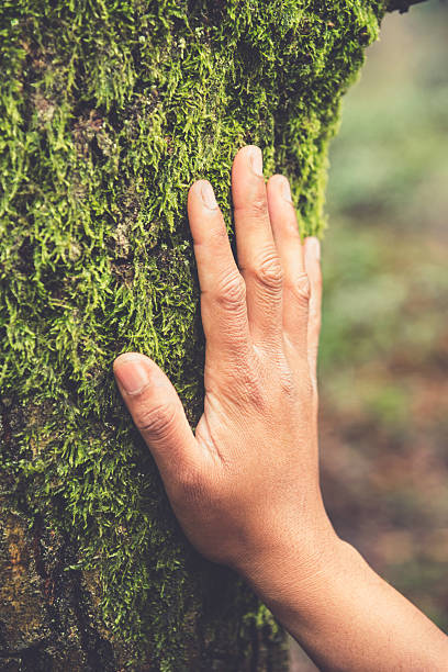 istock Nature reconnection, wellness, nature therapy, forest bathing concept. Human hand touching mossy tree. Eco-friendly business 2250119709