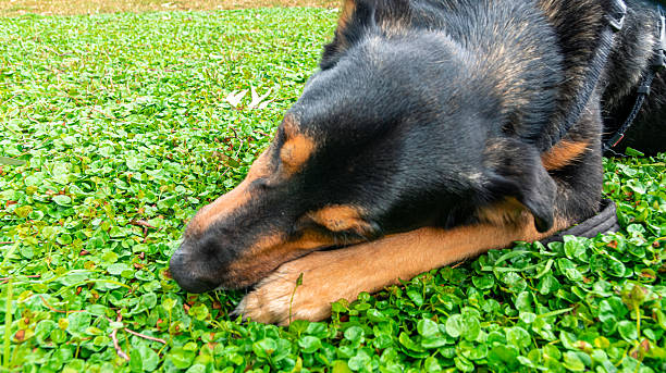 istock Dog resting peacefully in lush green grass 2250120857