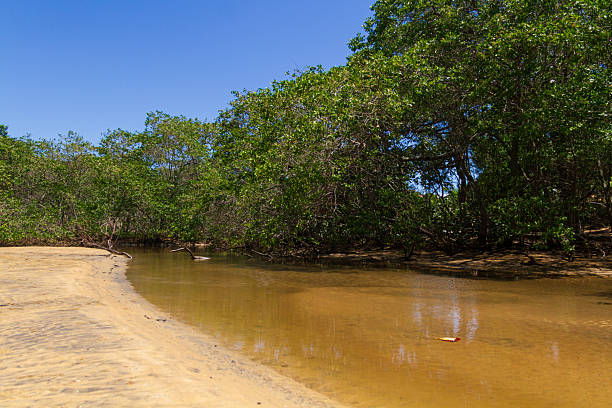 istock Meaipe Mangrove in Guarapari. 2250123405