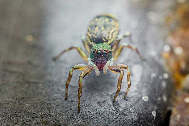 istock Colorful jumping spider showing iridescent green face 2250126008