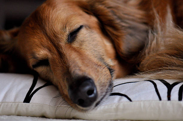 istock A Miniature Dachshund is sleeping on his bed. 2250126499