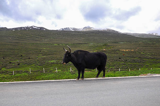 A black yak stands on the roadside with a vast grassland and mountains in the background.