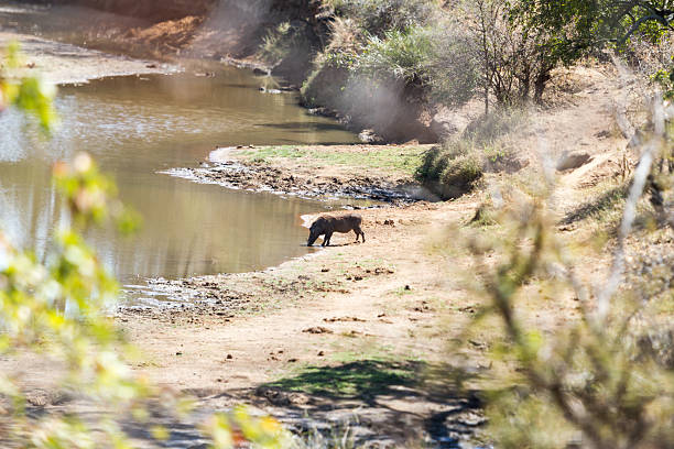 The common warthog (Phacochoerus africanus) is a wild member of the pig family (Suidae) found in grassland, savanna, and woodland in sub-Saharan Africa.