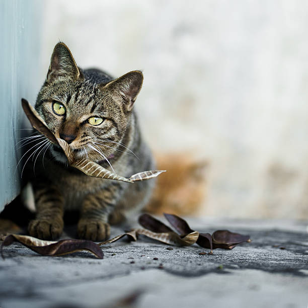 The cat having fun playing outdoors