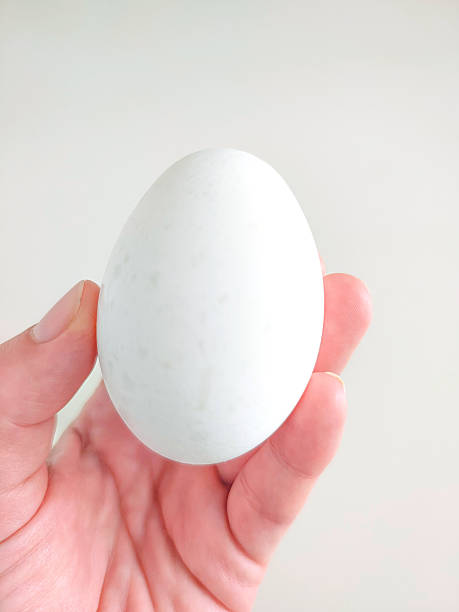 istock Human female hand holding a large chicken egg on white background. 2250130723