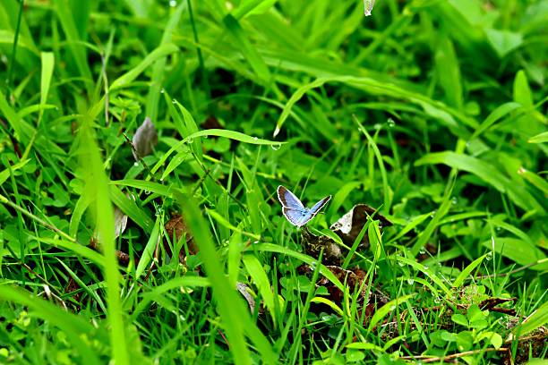 Kandy in central Sri Lanka is set on a plateau surrounded by mountains, tea plantations and biodiverse rainforest, with scenic Kandy Lake at its heart. Sri Lanka is the tropical Indian Ocean island formerly known as Ceylon, situated off the southeastern tip of India, renowned for its tea, rubber and precious stone production throughout the world.