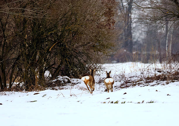 Group of Wild Deer in a Frosty Meadow with Forest Background