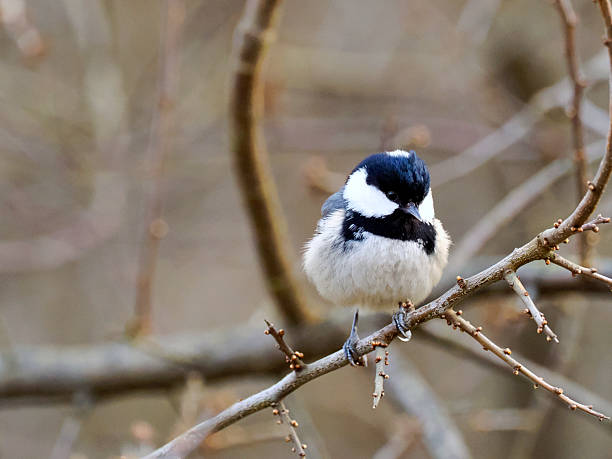 istock A Coal Tit (Periparus ater) foraging among twigs in a winter forest. 2250132921