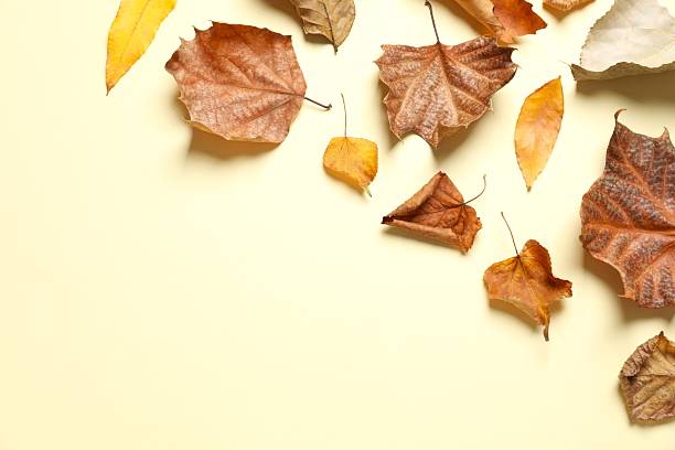 istock Various autumn leaves on color background 2250135245