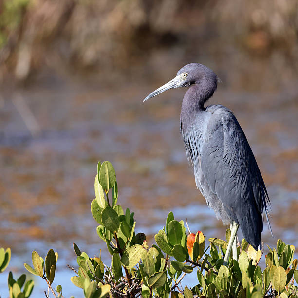 istock Little blue heron perched on a bush in its natural habitat 2250135518