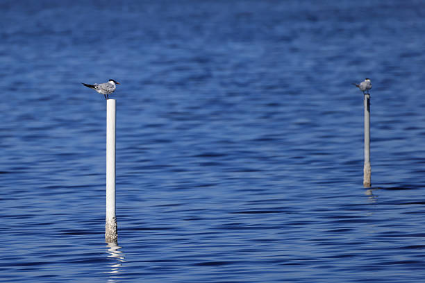 Two terns rest on poles in the water, creating a peaceful scene on a sunny day