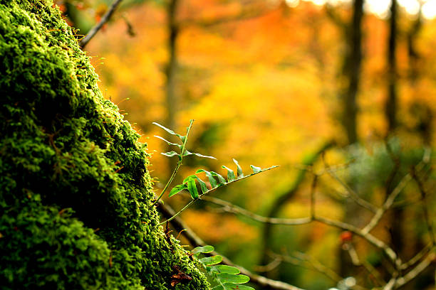 moss covered tree trunk section with wort growing from it and autumn colours in background tight focus on foreground