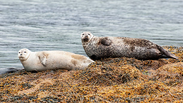 istock Seals in Iceland Fjords 2250136756