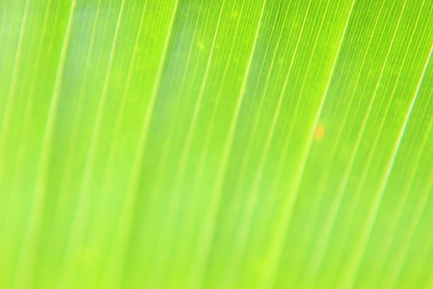 Macro shot of lily of the valley leaf. Foliage abstract nature background.