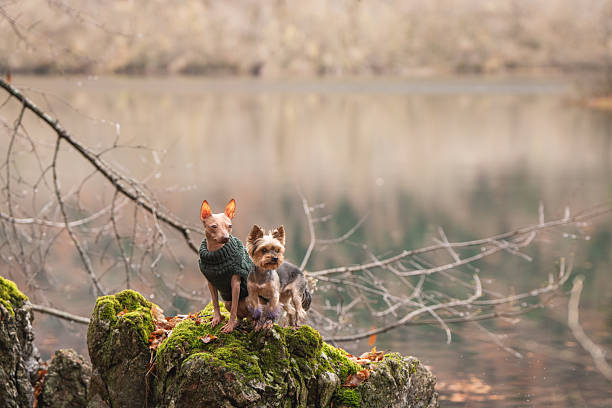 A poodle and a Yorkshire are outdoors together